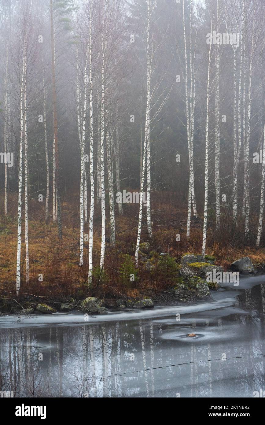 Weiße Birkenstämme im Herbstwald, steiniges Seeufer beginnt zu frieren. Stockfoto