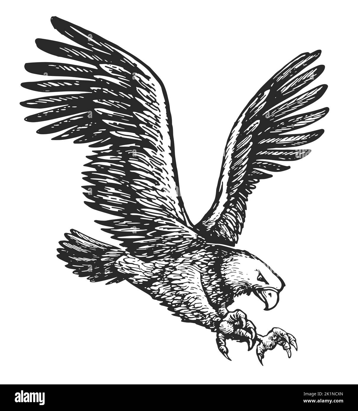 Fliegender Weißkopfseeadler isoliert auf weißem Hintergrund. Skizze für Tiervögel. Handgezeichnete Illustration im Vintage-Gravurstil Stockfoto