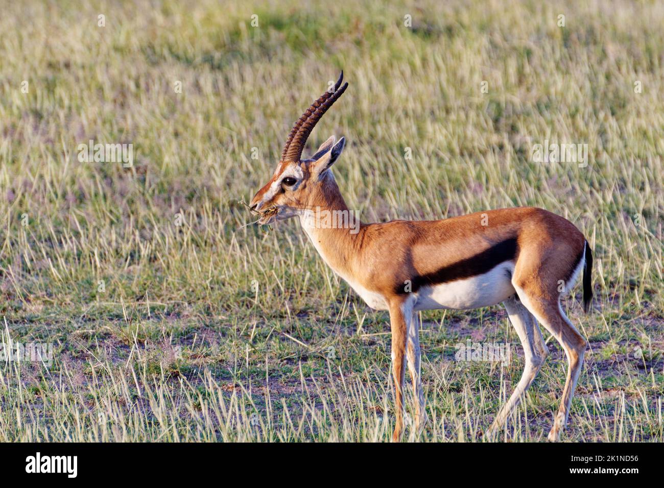 Thomson-Gazelle in afrikanischen Grasländern Stockfoto