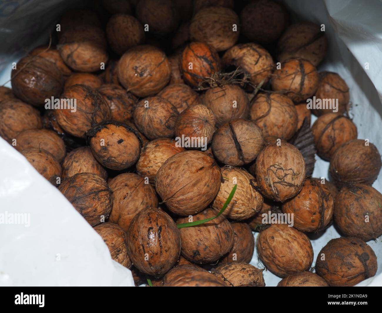 Nasse Walnüsse, die im Herbst in einem weißen Plastikbeutel gesammelt wurden. Grundnahrungsmittel in vegetarischer gesunder Ernährung. Bio-Zutat in gesunden Lebensmitteln. Stockfoto