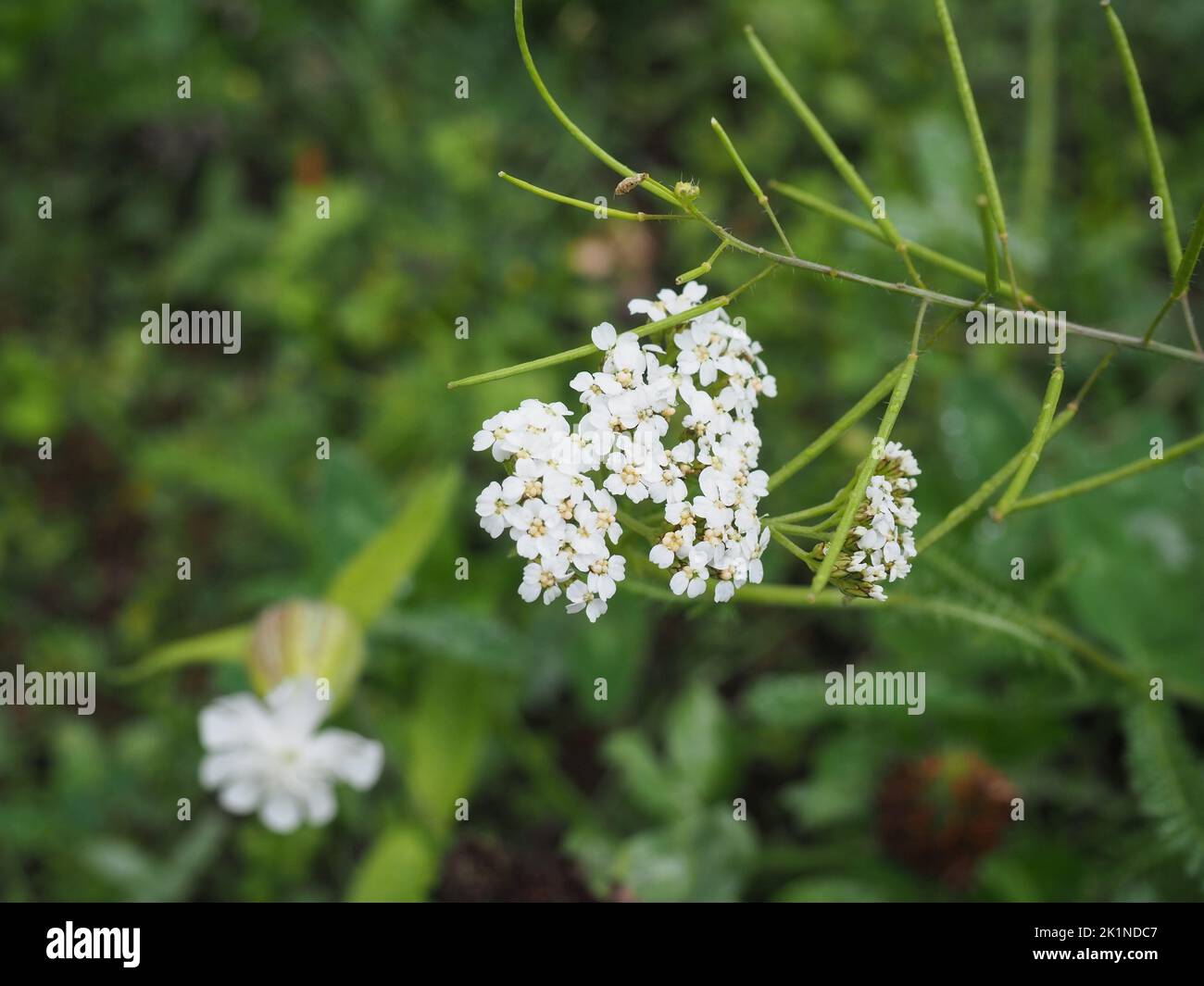 Achillea millefolium, auch bekannt als Schafgarbe, Pfeffer des alten Mannes, Teufelsnessel, Sanguinary, Milfoil, Das Wundwort des Soldaten Stockfoto