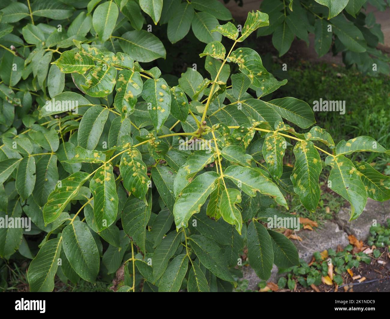 Erkrankte Blätter eines Walnussbaums, Walnussblistermilben, die sich auf den Saft der Blätter füttern. Diese winzigen, weißlichen, wurstförmigen Milben verursachen erhöhte gree Stockfoto
