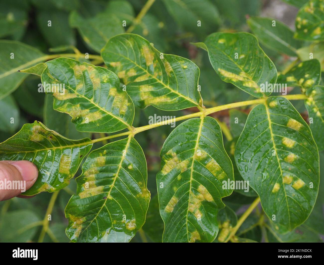 Erkrankte Blätter eines Walnussbaums, Walnussblistermilben, die sich auf den Saft der Blätter füttern. Diese winzigen, weißlichen, wurstförmigen Milben verursachen erhöhte gree Stockfoto