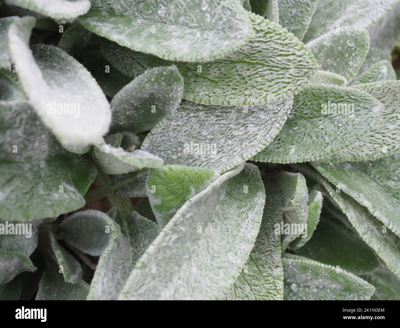 Silbrige Blätter eines Lammohres (Stachys byzantina, Stachys lanata oder Stachys olympica), auch wolliger Heckenling genannt Stockfoto