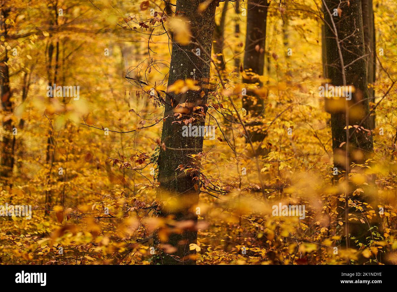 Herbstfarben im Wald Stockfoto