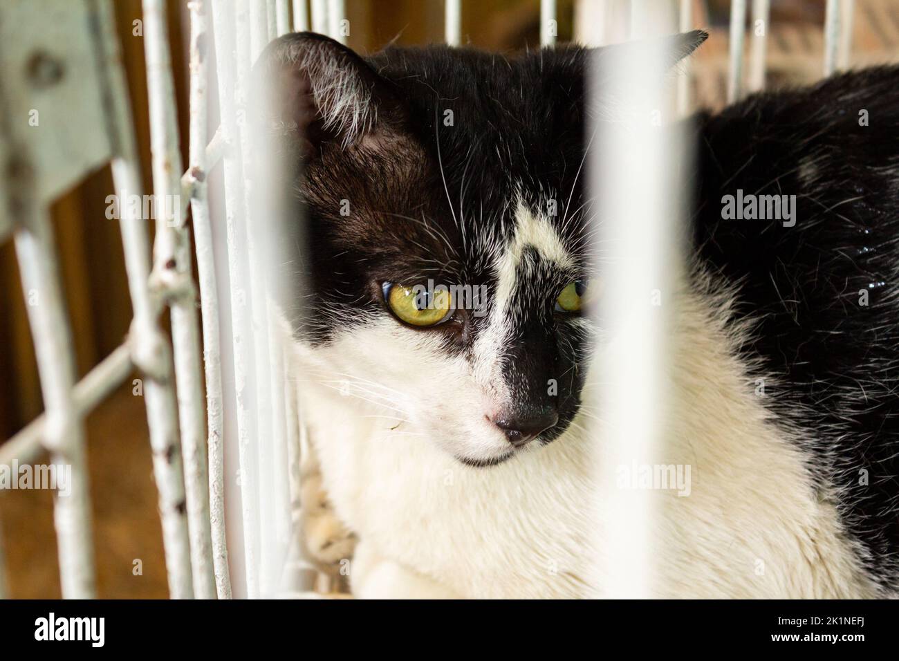 Goiânia, Goias, Brasilien – 17. September 2022: Eine schwarz-weiße Katze auf einer Adoptionsmesse. Stockfoto