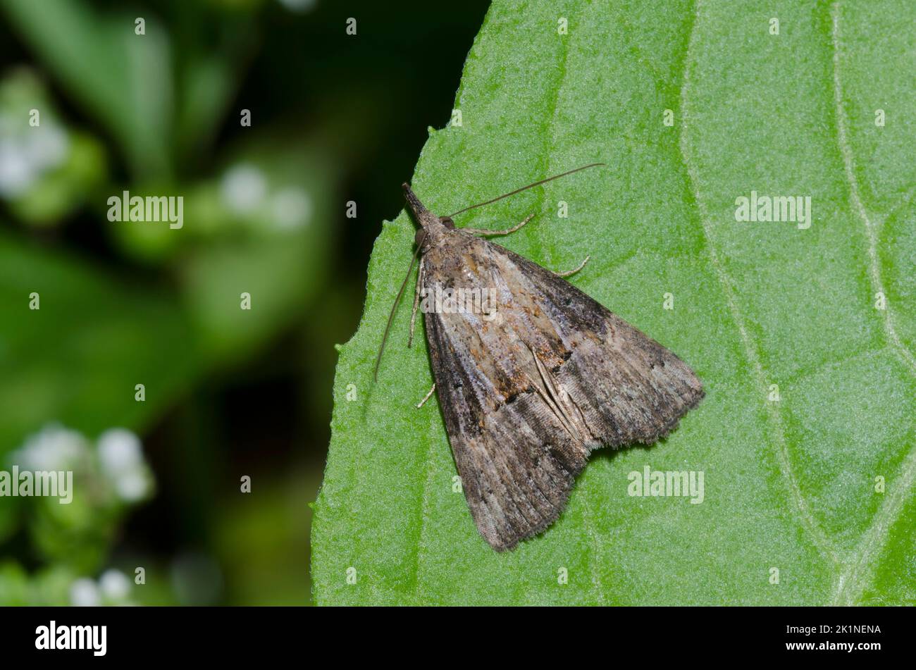 Grüner Cloverworm, Hypena scabra Stockfoto