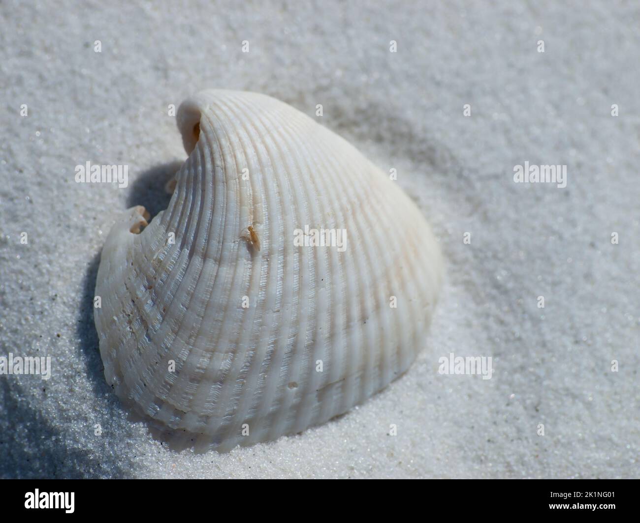 Schale Stockfoto