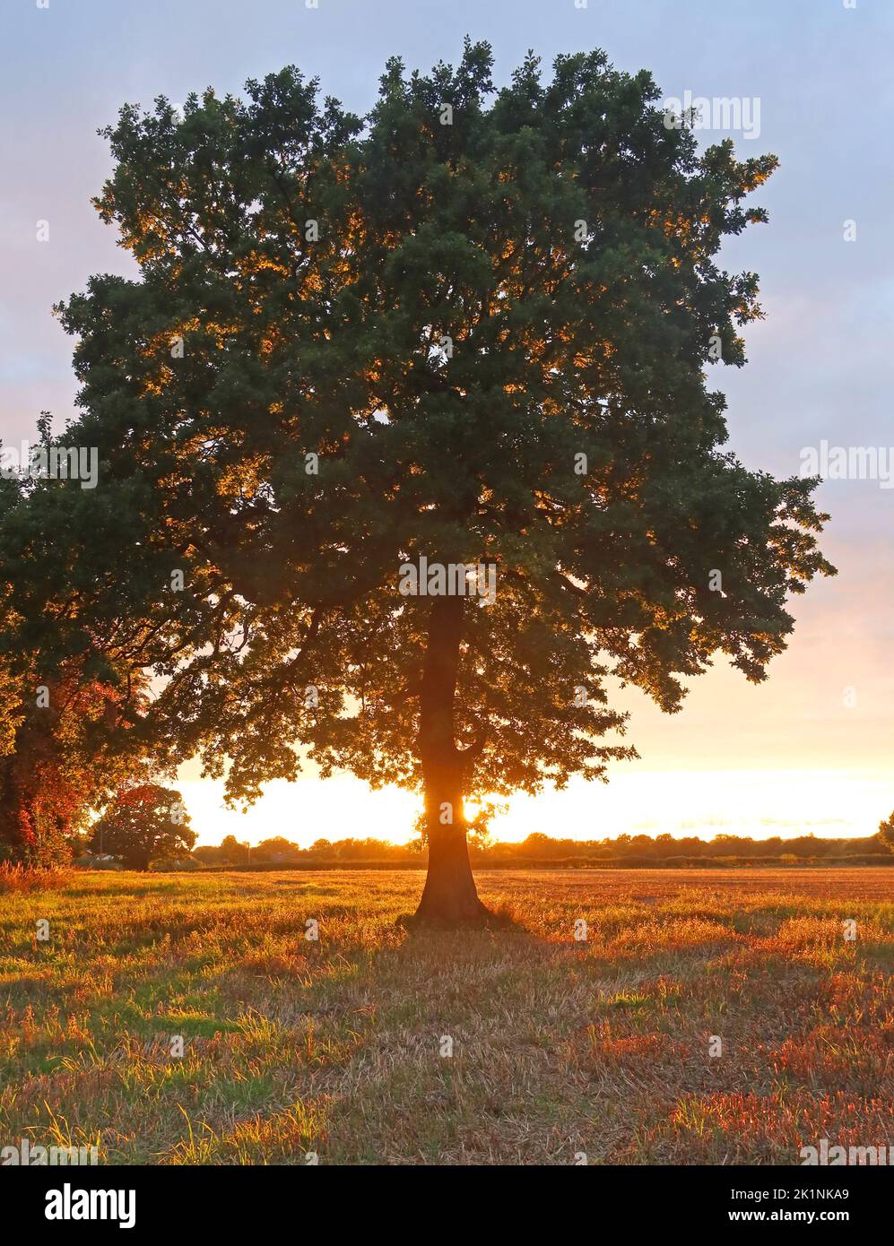 Sonnenuntergang über Massey Brook Green belt Land, Grappenhall, Warrington, Ceshire, England, GROSSBRITANNIEN , WA4 Stockfoto