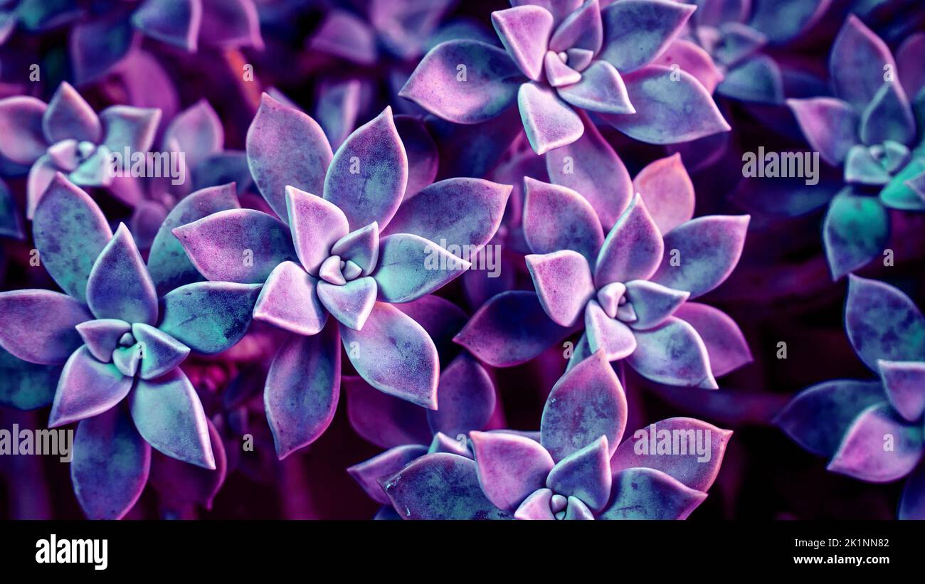 Sukkulente Kaktus Hintergrund. Teal Sukkulente Kaktus Fotografie für Computer-Wallpaper oder bedruckbare Leinwand. Stockfoto