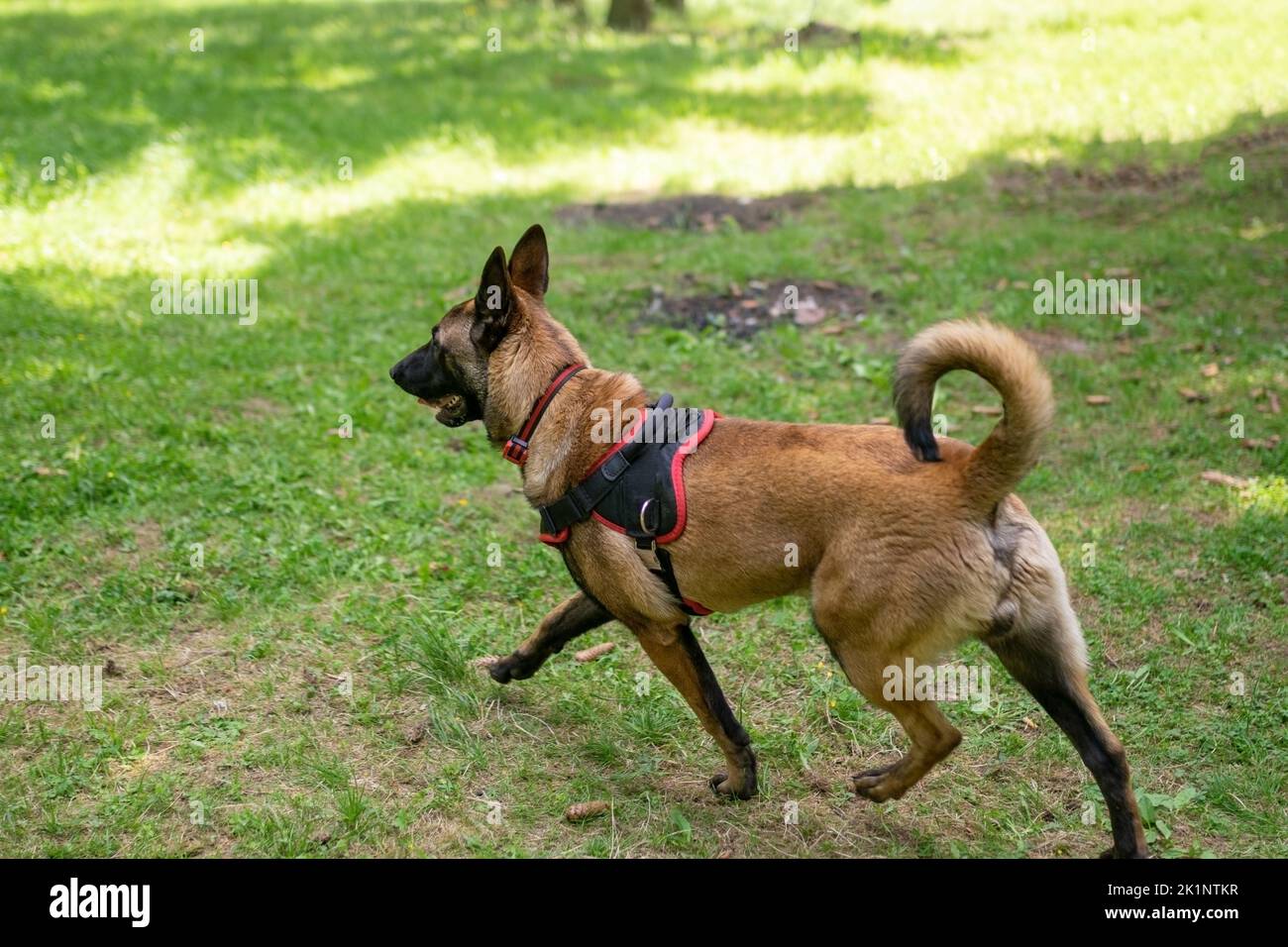 Belgischer Schäferhund, entladen, für einen Spaziergang im Wald. Hochwertige Fotos Stockfoto