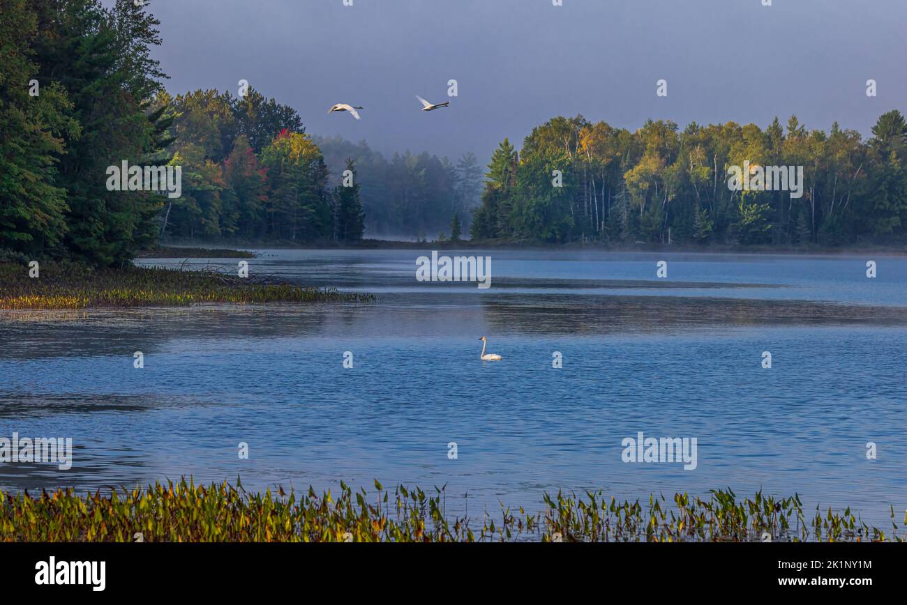 Trompeter schwäne am Little Clam Lake im Norden von Wisconsin. Stockfoto