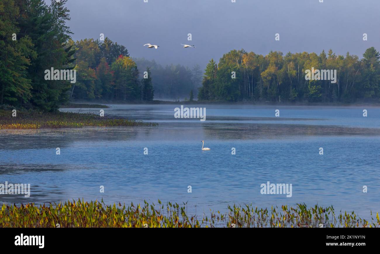 Trompeter schwäne am Little Clam Lake im Norden von Wisconsin. Stockfoto