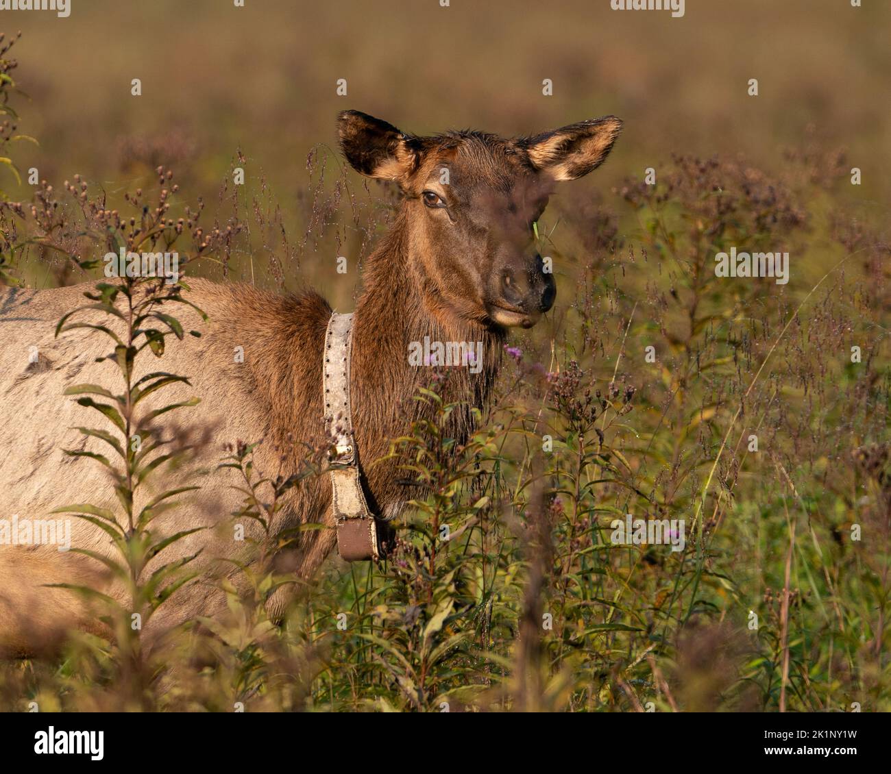 Ein Rocky Mountain Cow Elk Stockfoto