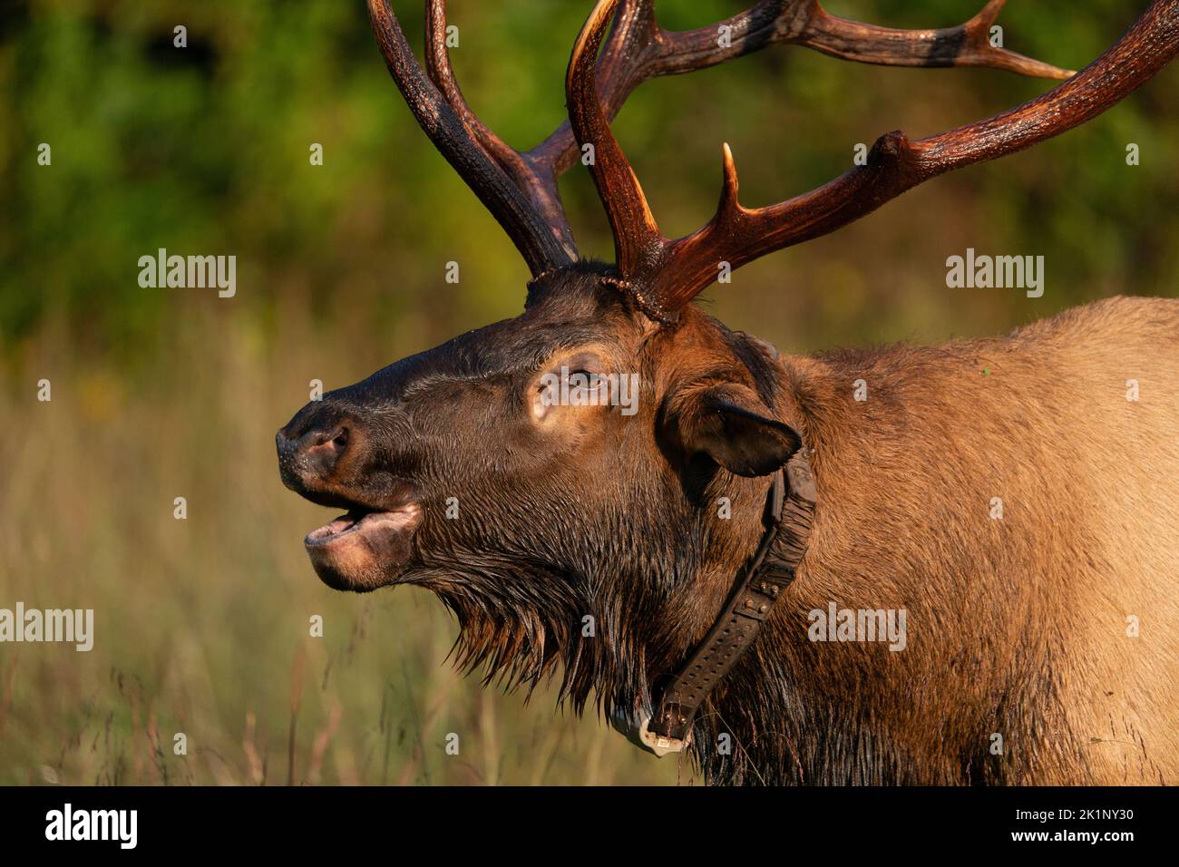 Ein felsiger Elch am Berg, der buggelt Stockfoto