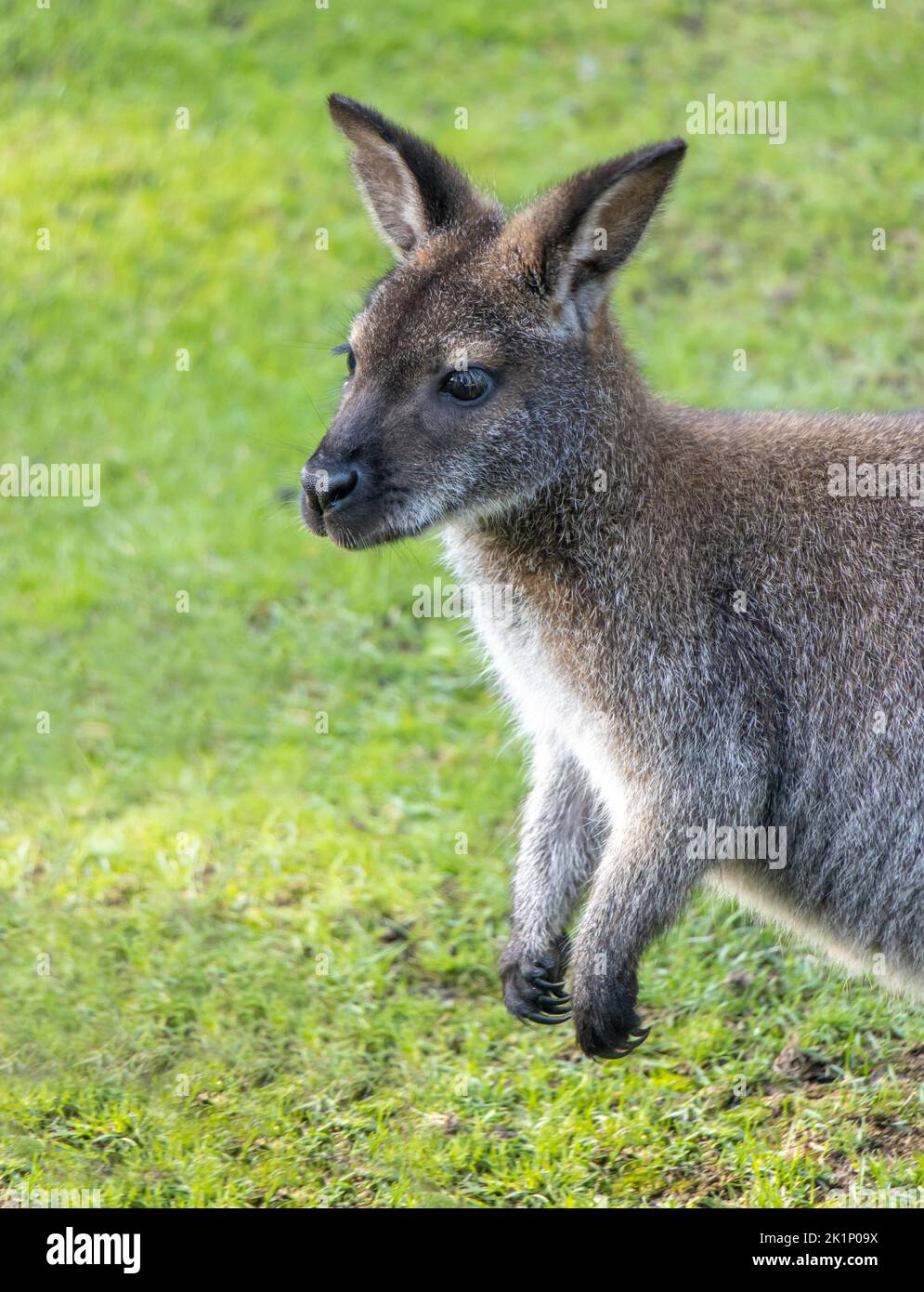 Ein rothalsiges Wallaby - Notamacropus rufogriseus auf einer grünen Wiese Stockfoto