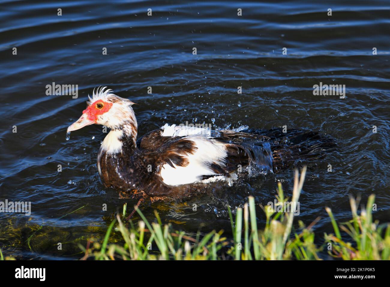 Moskauer Ente. Stockfoto