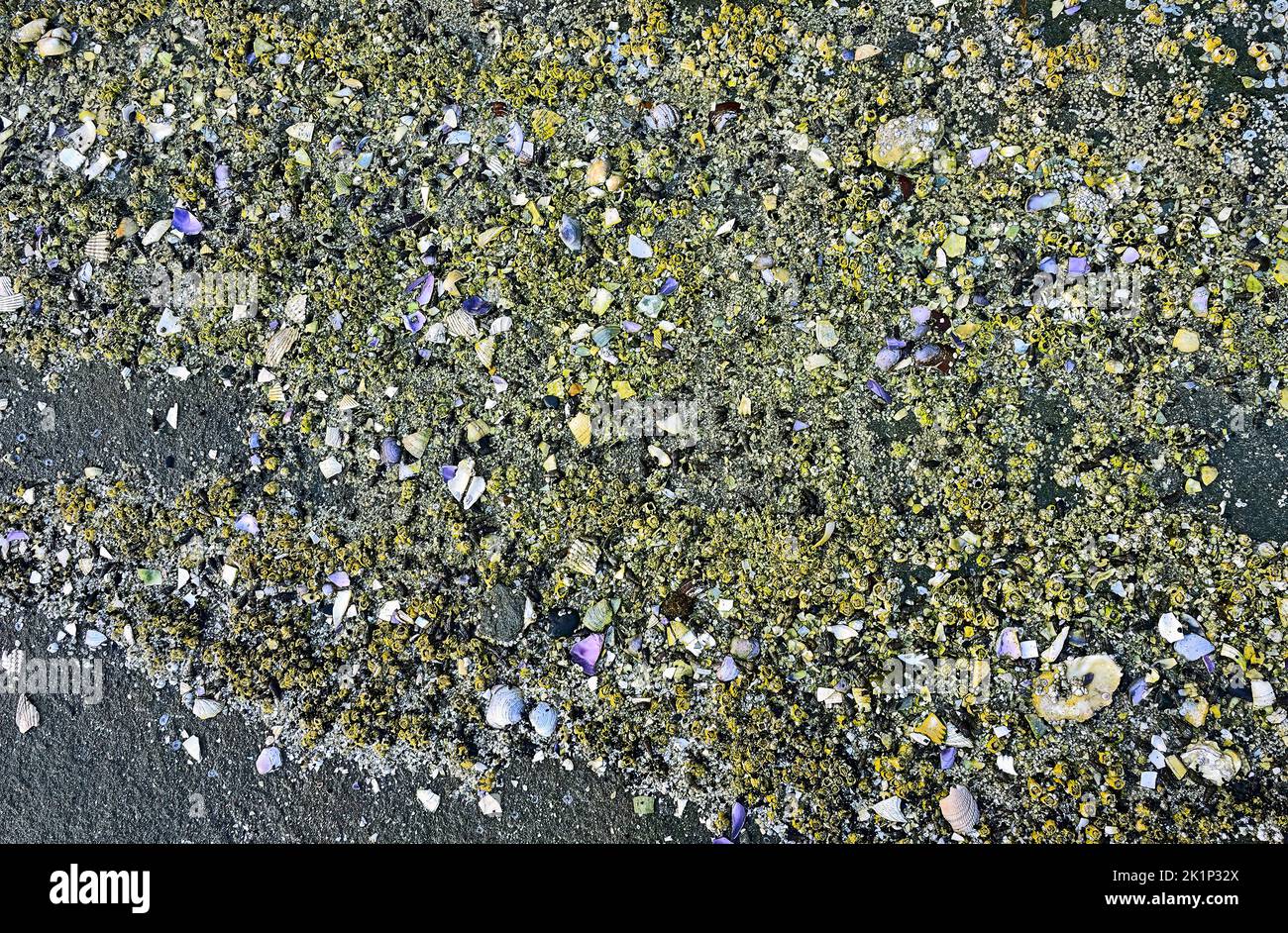 Zerkleinerte Muscheln, die von der Flut an einem felsigen Strand auf Vancouver Island British Columbia Kanada zermahlen werden. Stockfoto