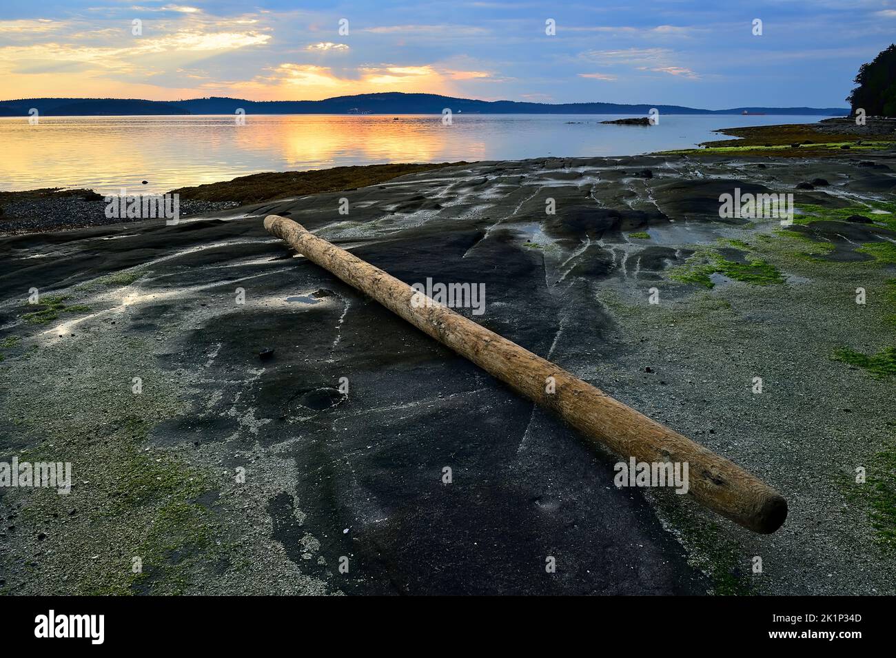 Als die Flut ausging, blieb ein Baumstamm an einem felsigen Strand an der Küste von Vancouver Island gestrandet. Stockfoto