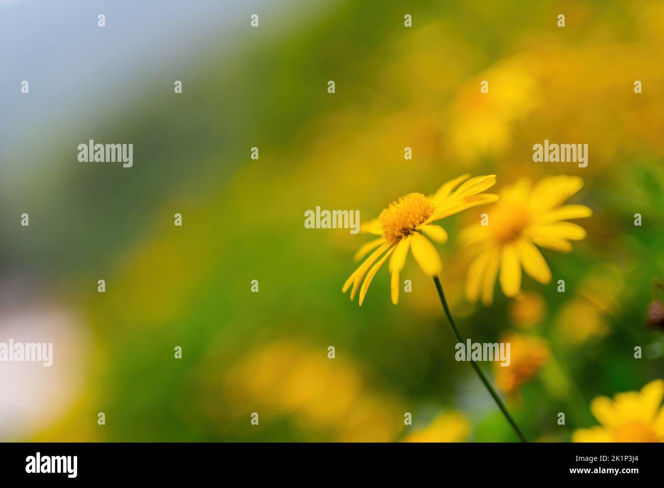 Nahaufnahme der Euryops pectinatus-Blüte in Matsu, Taiwan Stockfoto