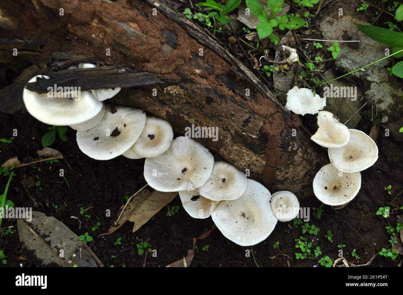 Pilz Trichterformig Weiss