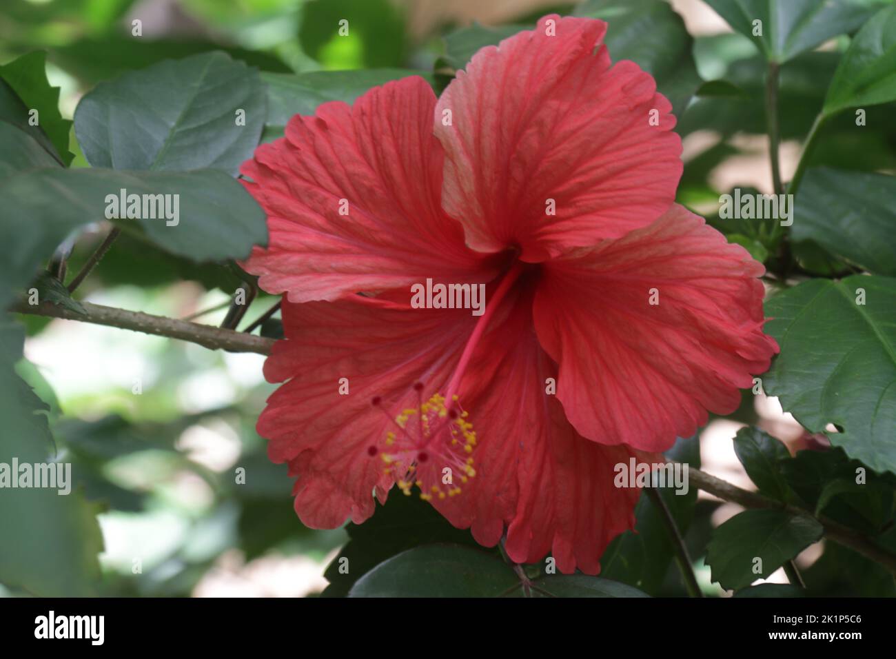 Blumen in meinem Garten Stockfoto