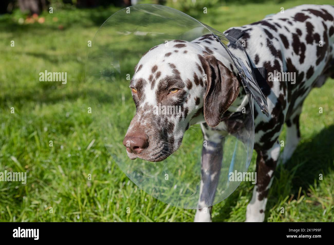 dalmatiner Hund trägt Elizabethan Kunststoff-Kegel medizinischen Kragen um den Hals für Anti-Biss Wundschutz auf grünem Gras Wiese.kranker Hund nach der Operation Stockfoto
