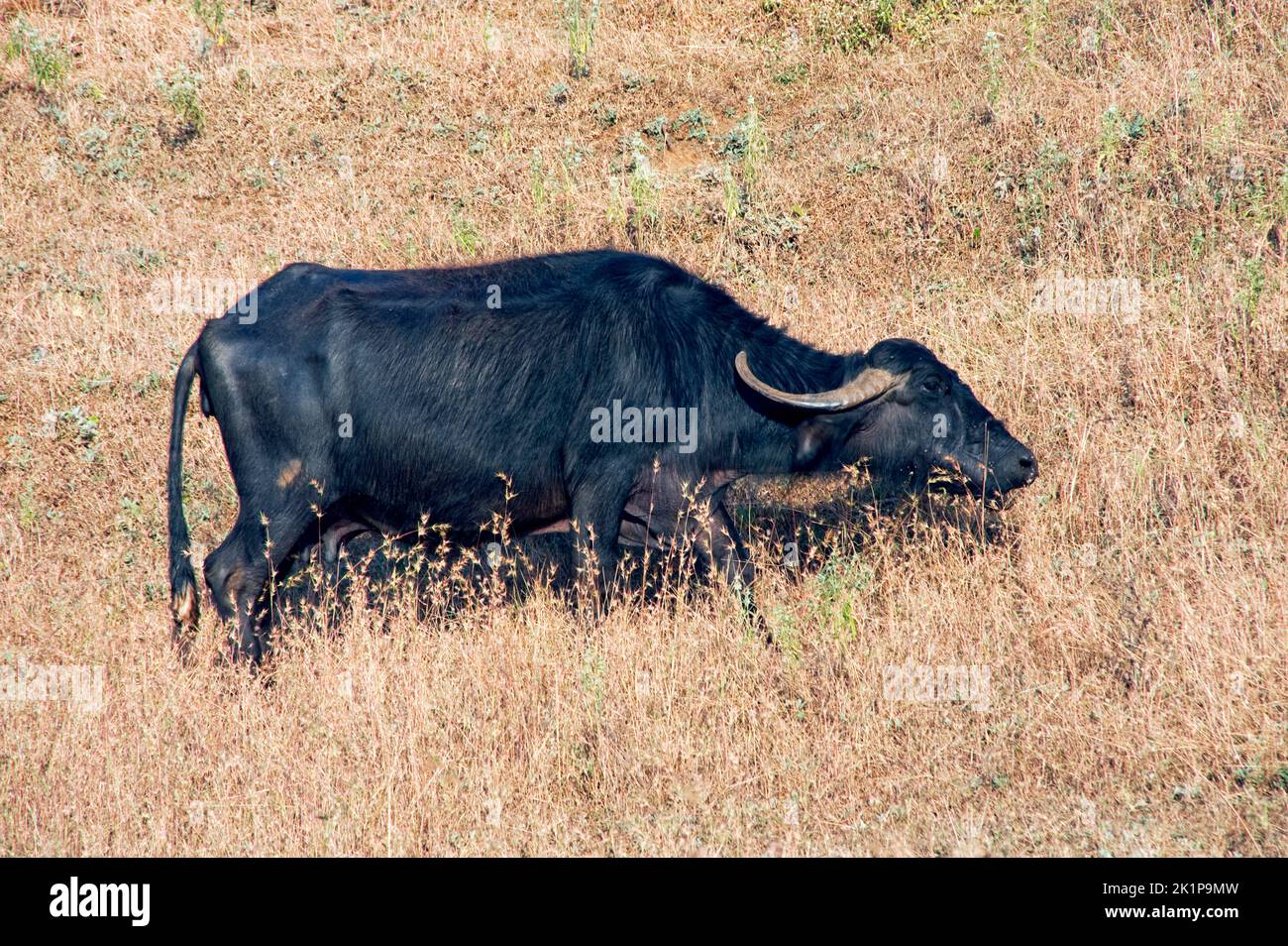 Büffelgrasen in getrocknetem Gras bei Bhandardara Stockfoto