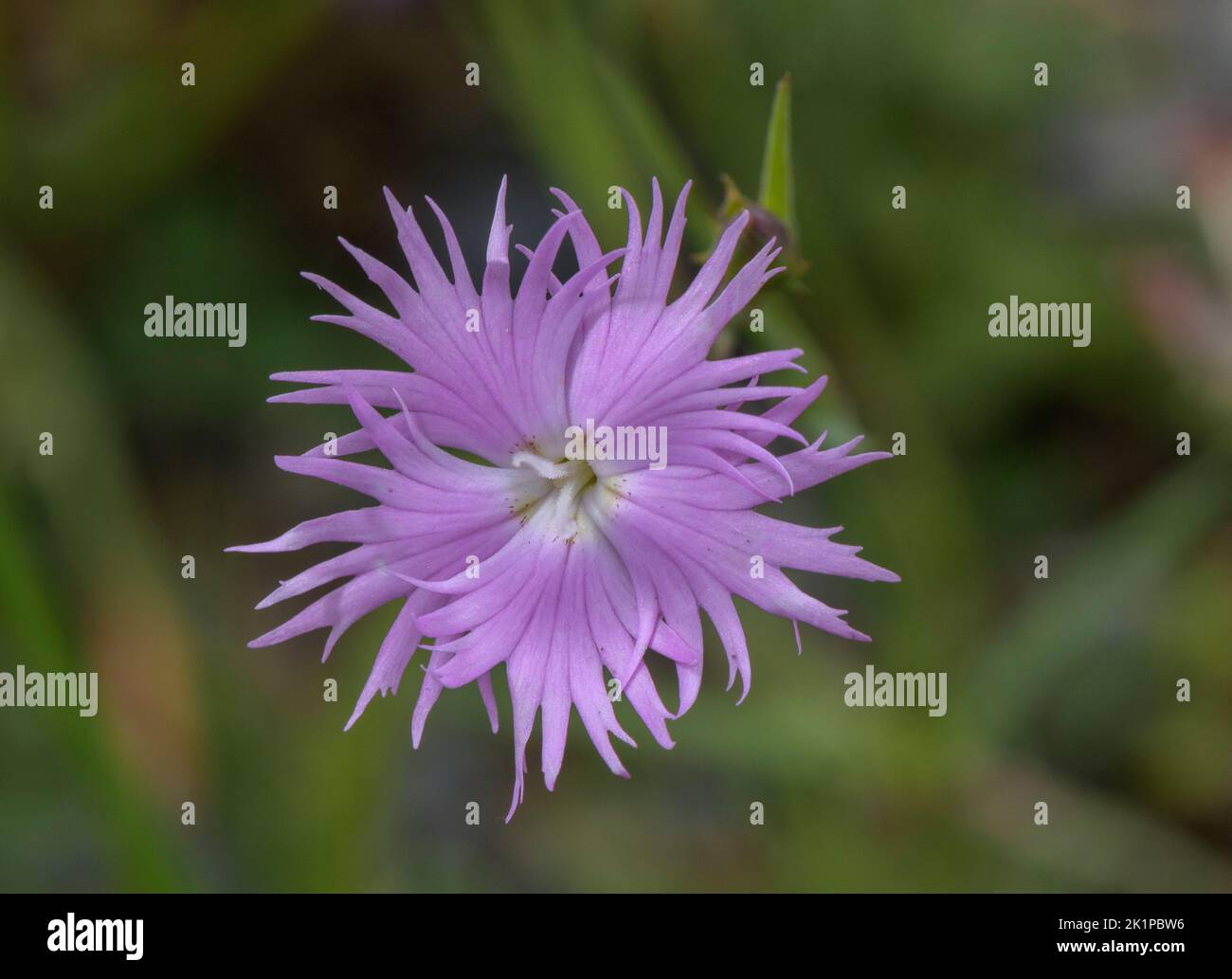 Rosa, Dianthus monspessulanus, blühenkrautgrün, Pyrenäen. Stockfoto