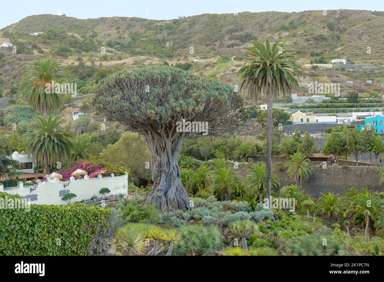 El Drago, auch bekannt als Drago Milenario und Drago de Icod de los Vinos, ist das älteste und größte lebende Exemplar von Dracaena draco, oder Drachenbaum, i Stockfoto