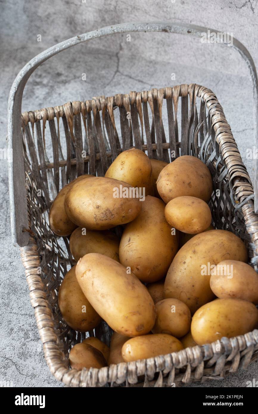 Frisch gepflückte Kartoffeln in einem Trugkorb aus Korbgeflecht. Auf einem konkreten Hintergrund Stockfoto