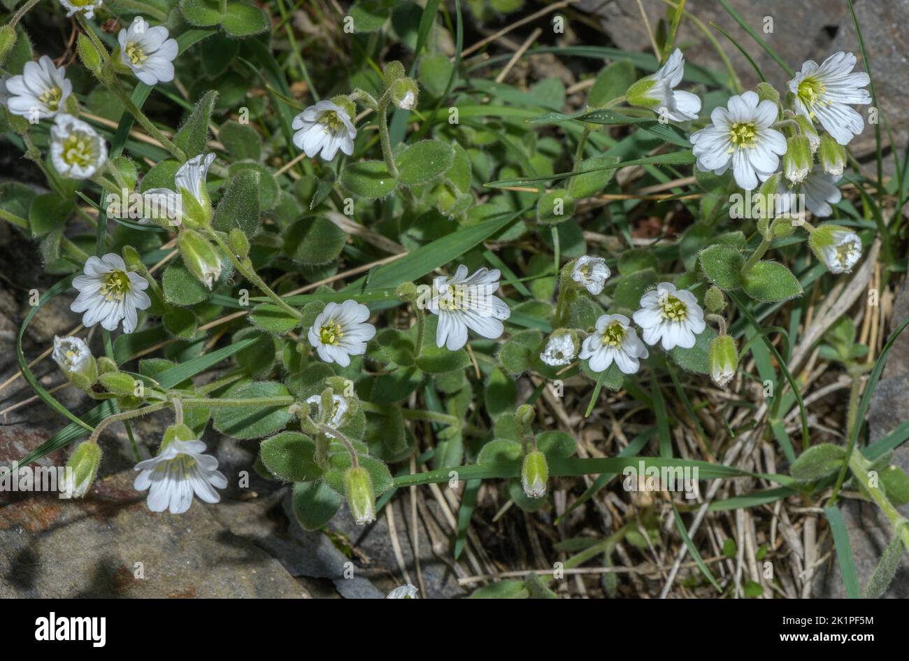 Alpenmausohr, Cerastium alpinum in Blüte, hoch in den Pyrenäen. Stockfoto