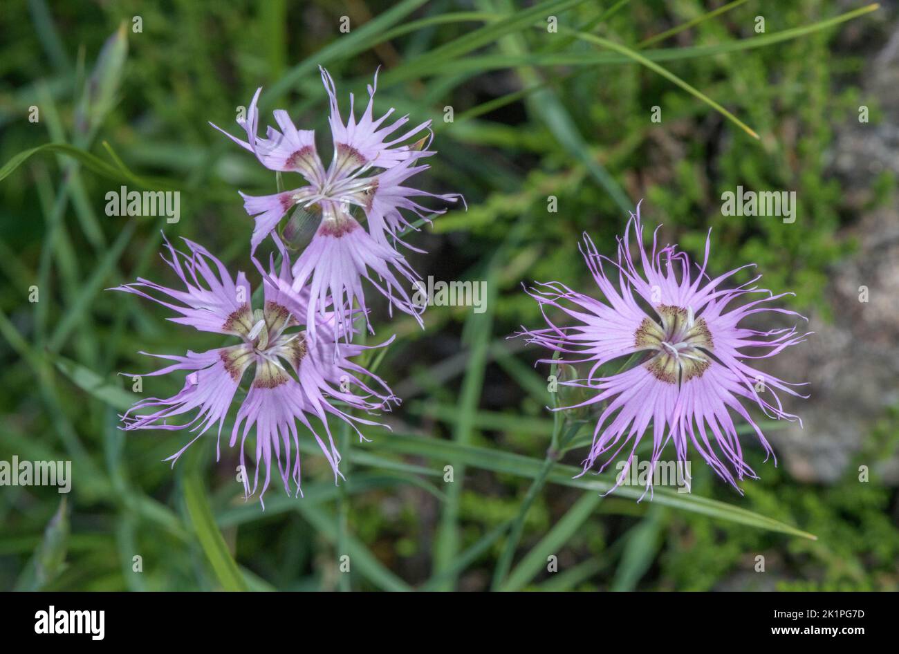 Rosa, Dianthus monspessulanus, blühenkrautgrün, Pyrenäen. Stockfoto