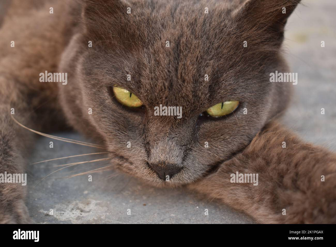 Cool Cat Stockfoto
