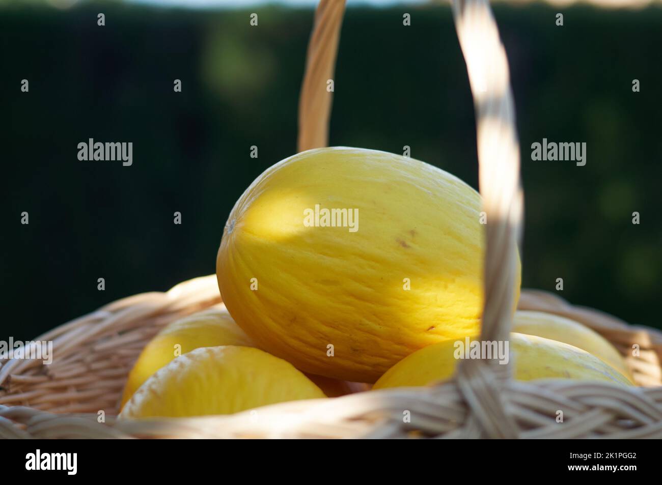 Gelbe kleine Melonen in einem Korb Stockfoto