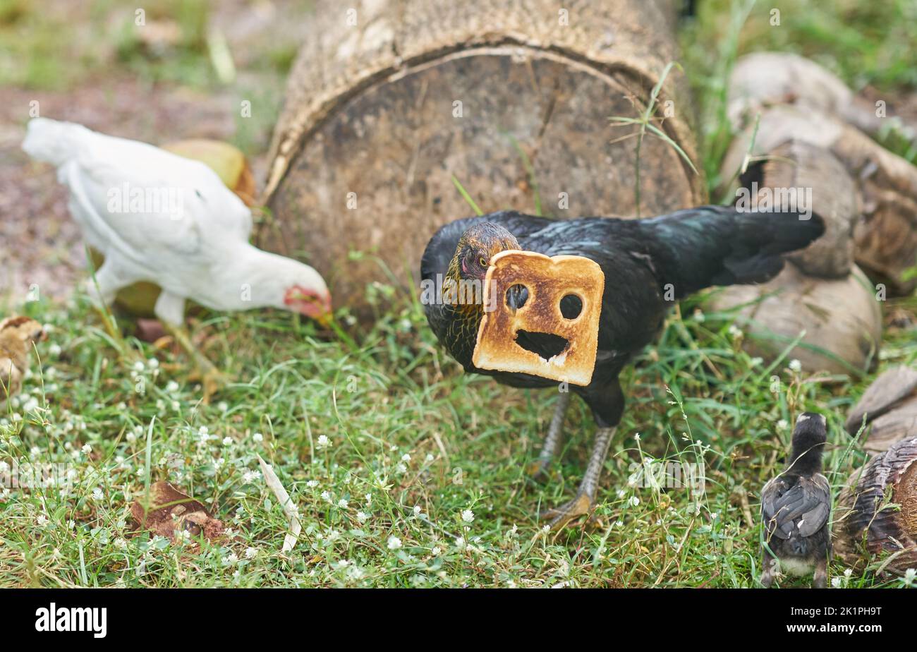 Ein Huhn mit einem Stück gruselig aussehenden Toast. Stockfoto