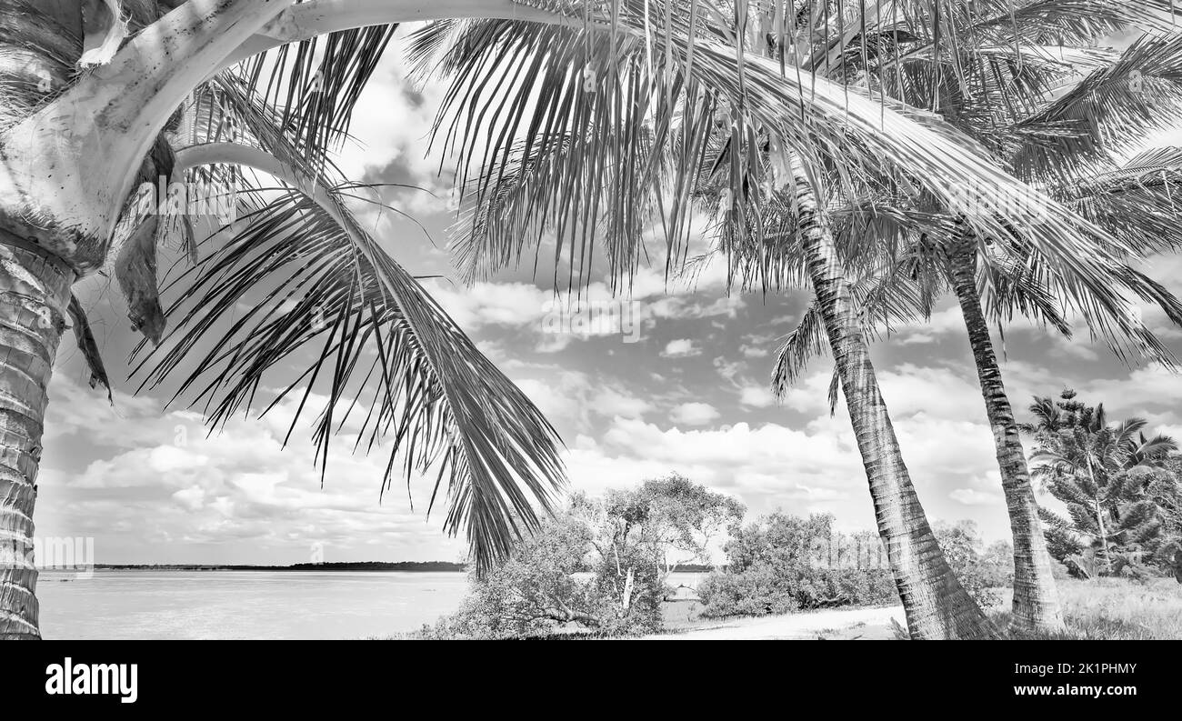 Schwarz-Weiß tropische Landschaft mit Kokospalmen entlang der Küste einer Bucht. Stockfoto