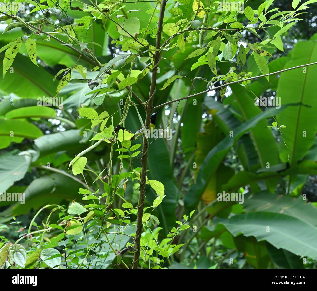 Ein weiblicher Lotens Sonnenvögel (Cinnyris Lotenius) schaut auf, während er auf einem Stamm eines fünfblättrigen keuschen Baumes (Vitex Negundo) im Garten sitzt Stockfoto