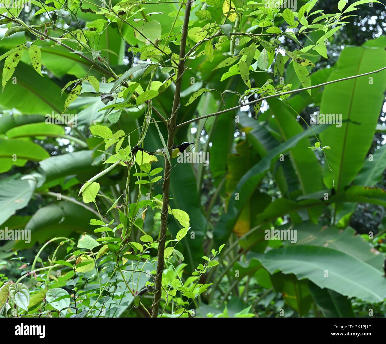 Ein Lotens-Weibchen (Cinnyris Lotenius) schaut weit weg, während er auf einem Stamm eines fünfblättrigen keuschen Baumes (Vitex Negundo) im Garten sitzt Stockfoto