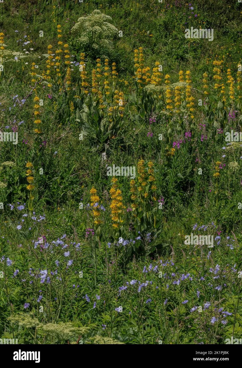 Blühende Almwiese auf dem Col de Puymorens, in den östlichen Pyrenäen bei Andorra, mit großem gelben Enzian, haarloser Blauohrdistel und anderen fl Stockfoto