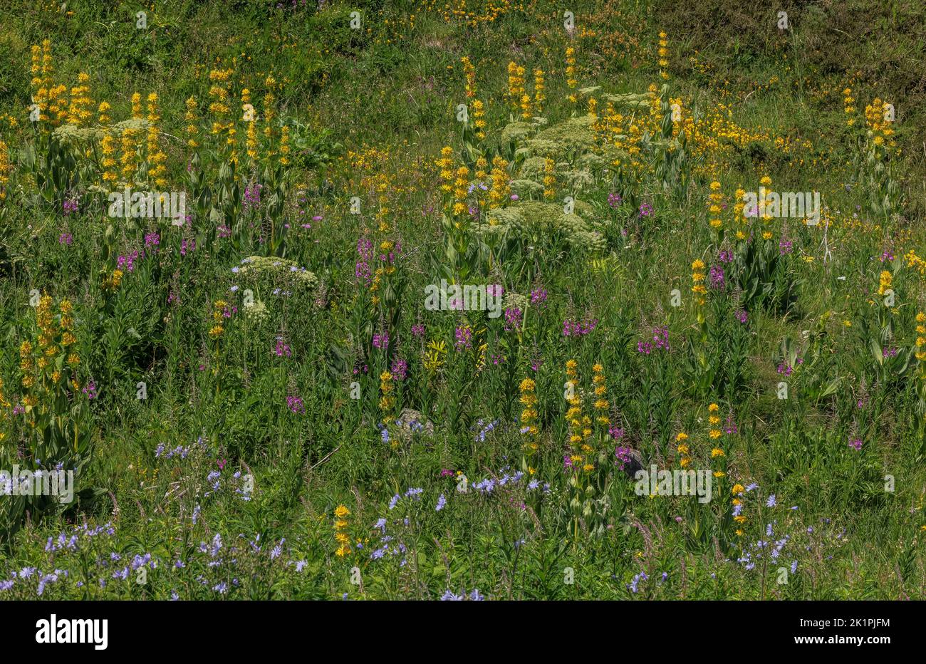 Blühende Almwiese auf dem Col de Puymorens, in den östlichen Pyrenäen bei Andorra, mit großem gelben Enzian, haarloser Blauohrdistel und anderen fl Stockfoto