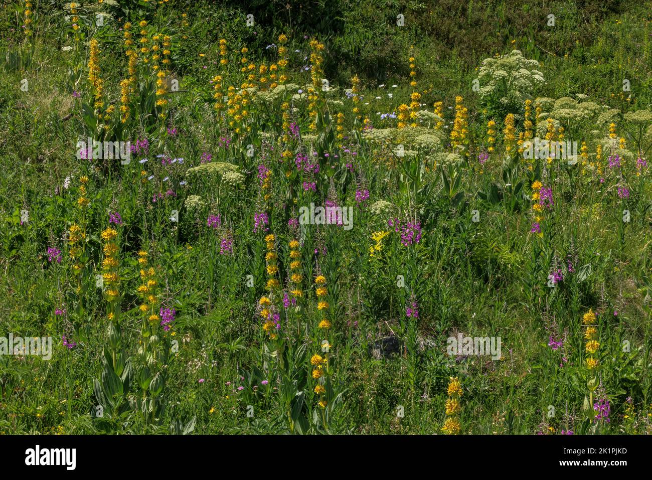 Blühende Almwiese auf dem Col de Puymorens, in den östlichen Pyrenäen bei Andorra, mit großem gelben Enzian, haarloser Blauohrdistel und anderen fl Stockfoto