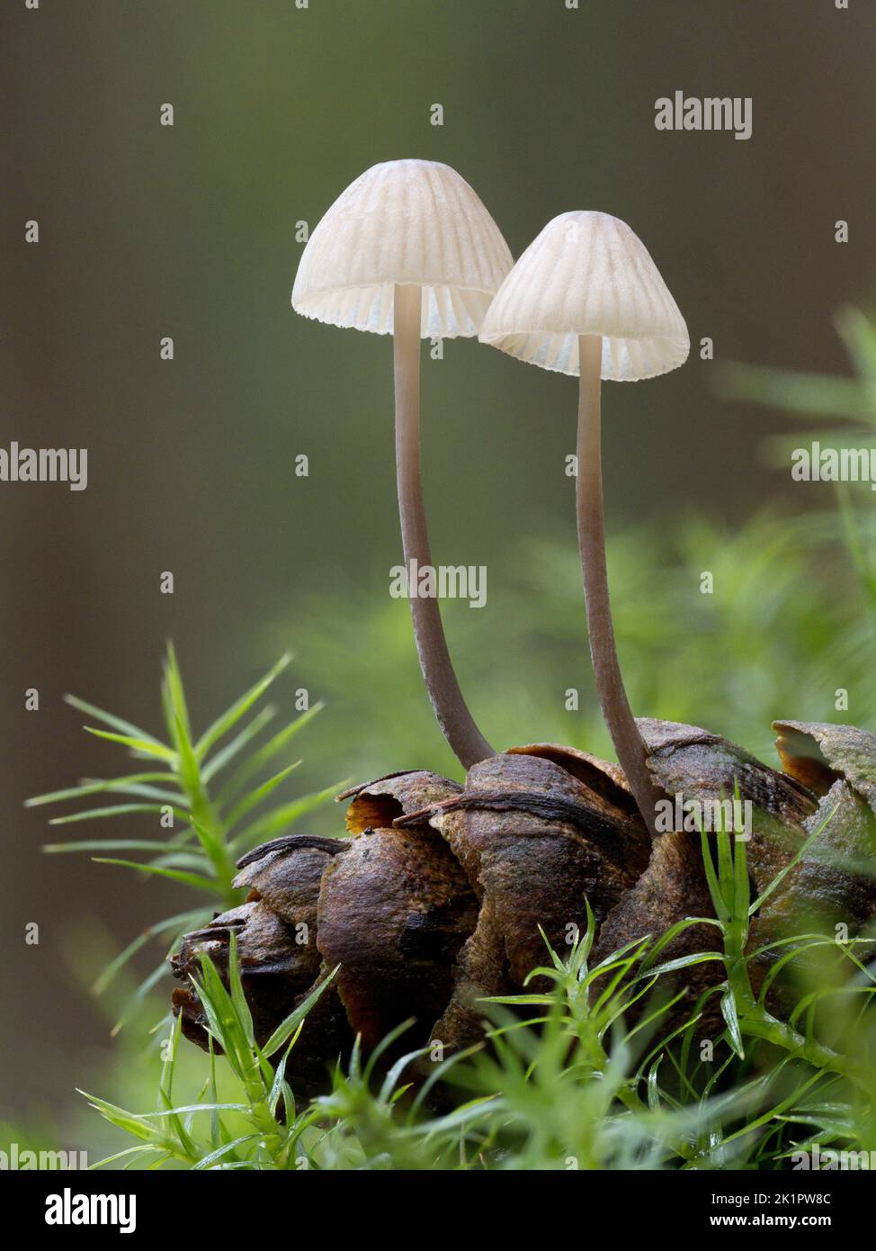 Mycena galopus, Melkende Haube, wächst auf einem verfaulenden Kegel Norfolk, November Stockfoto