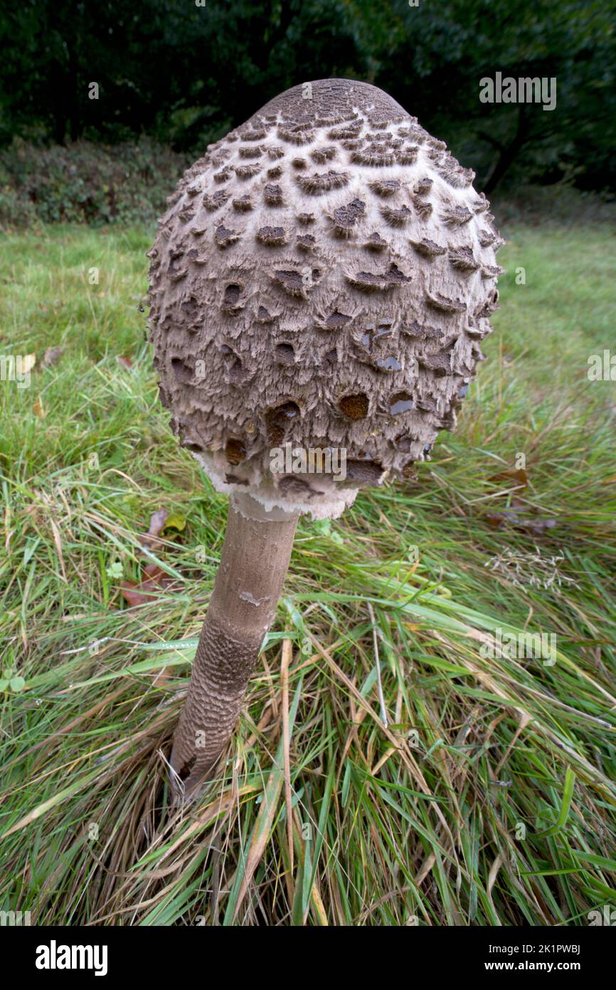 Sonnenschirm Pilz, Macrolepiota procera; Schlagstock Kopf vor der vollständigen Eröffnung Norfolk, Oktober Stockfoto