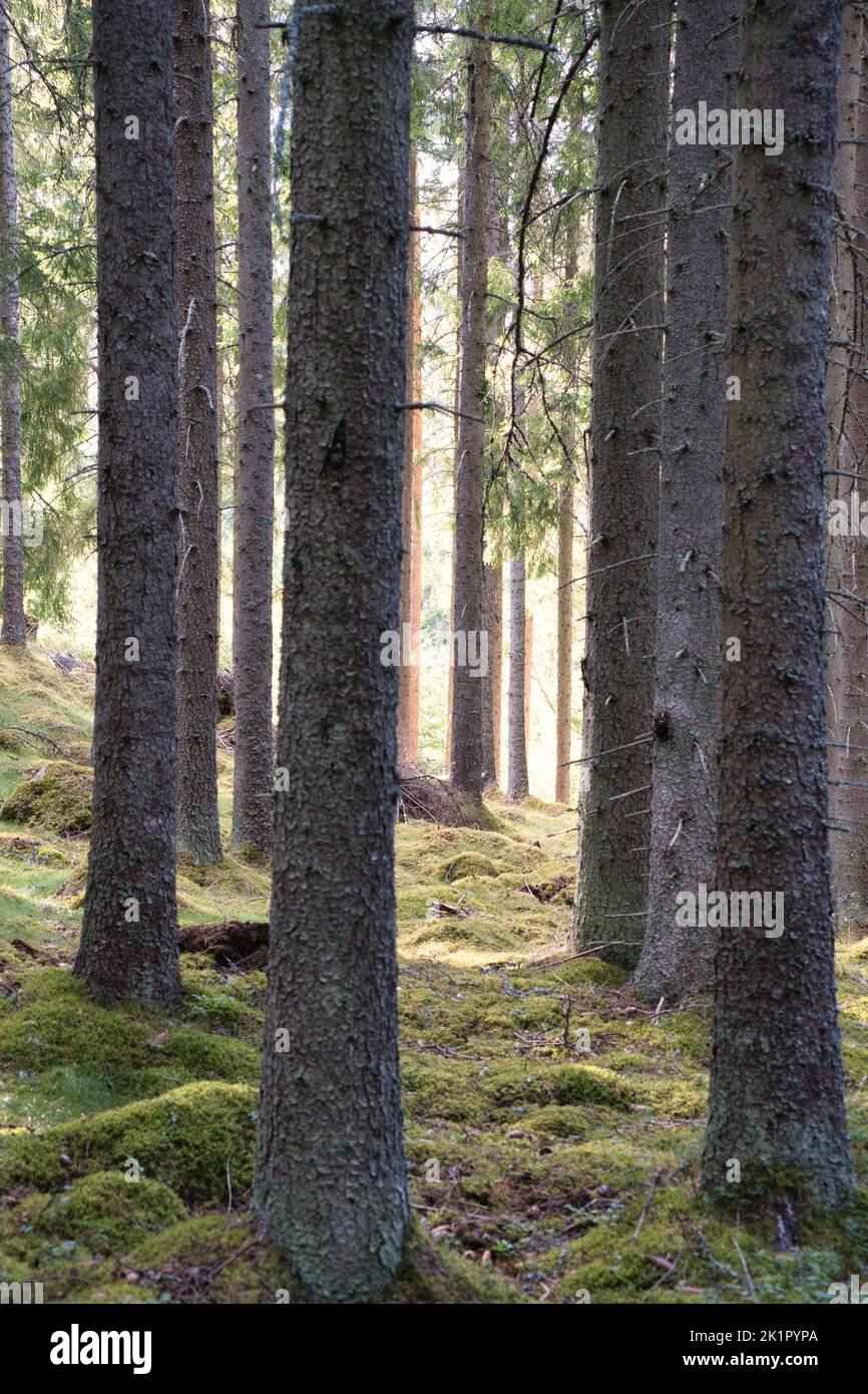 Sonnenlicht, das durch einen Pinienwald fällt. Bäume und Moos auf dem Waldboden. Romantische, mythische Naturstimmung. Natur aus dem Wald geschossen Stockfoto