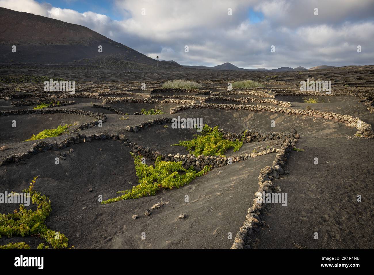 Typischer Weinberg in der Region La Geria auf der Insel Lanzarote, der die Weinreben vor den starken Winden schützt, indem er Mauern aus Lava sto baut Stockfoto