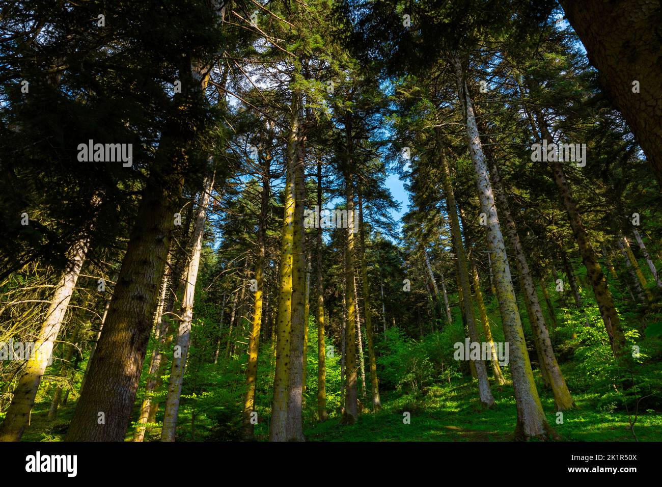 Carbon neutral oder Carbon net zero Concept Foto. Üppige Pinien im Wald. Natur oder Camping Hintergrund. Stockfoto