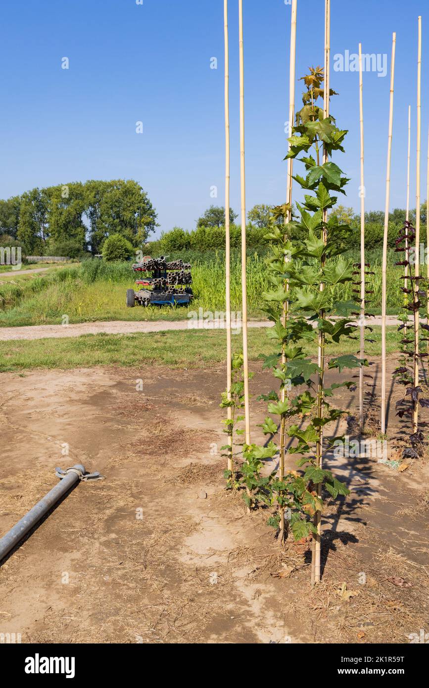 Die Sammlung von Wasserleitungen ist für den Einsatz an Land bereit, um Wasser entlang der Obstbäume in der Betuwe in Lienden in Gelderland zu verteilen Stockfoto