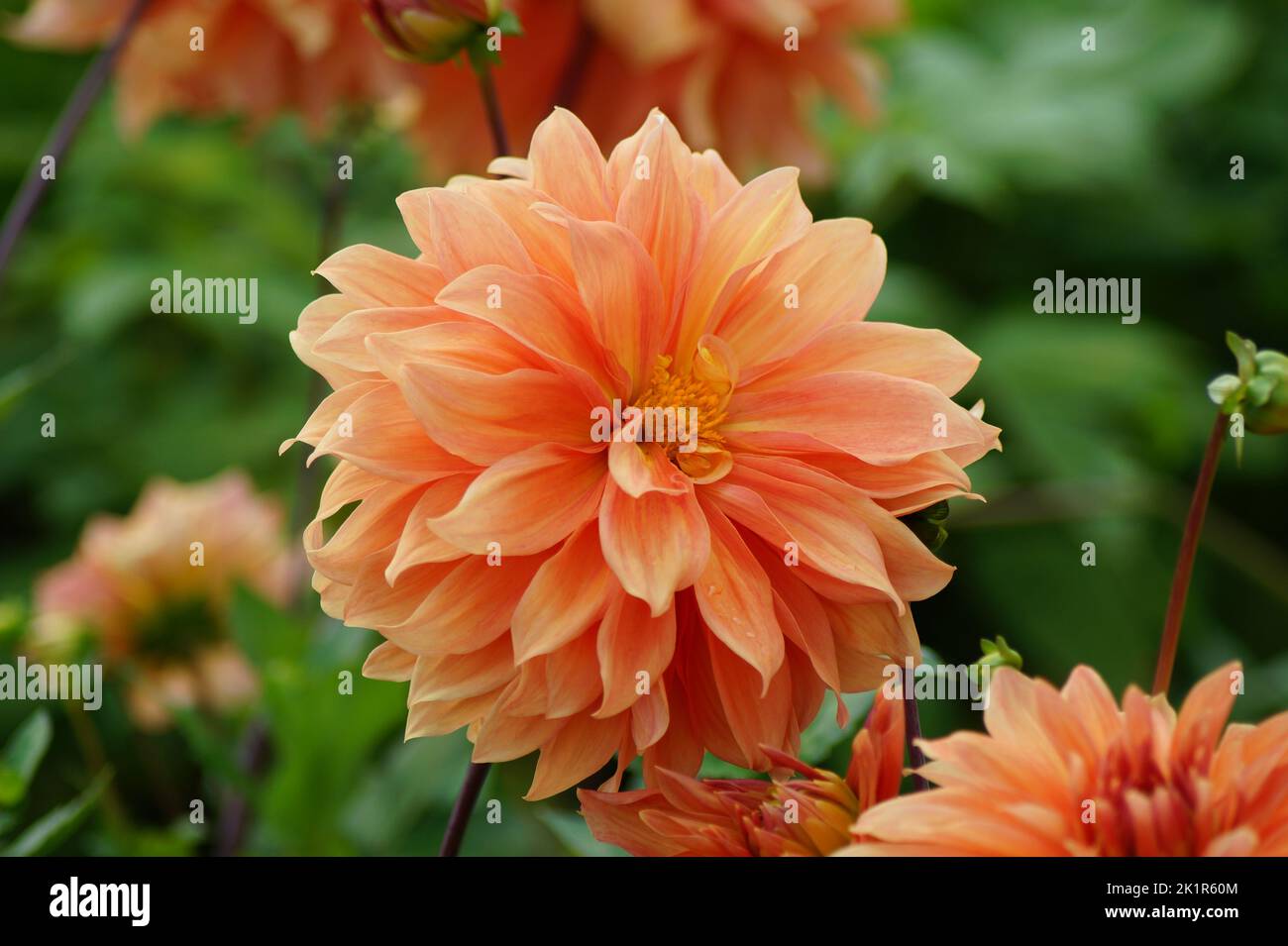 Orangefarbene Dahlien blühen im Garten Stockfoto