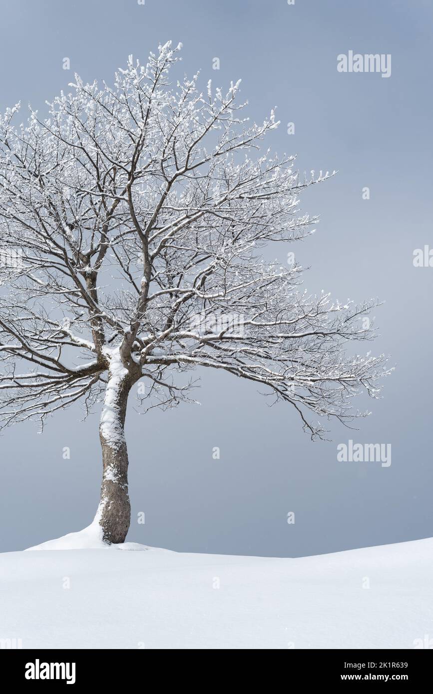 Winterkarte mit schneebedecktem Baum und Kopierplatz Stockfoto